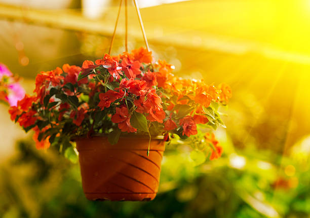istock green house in sunset 488325731
