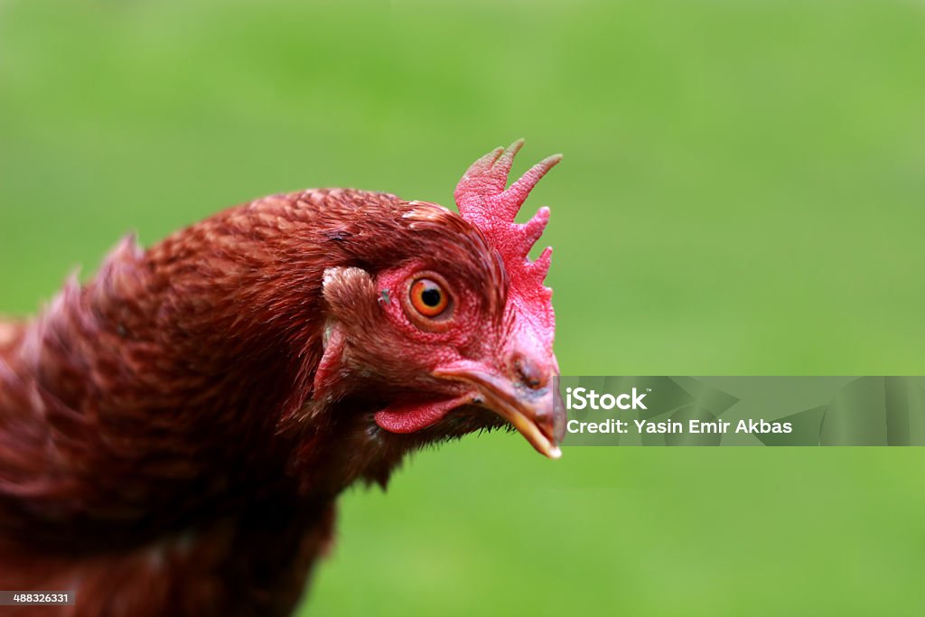 chicken eyes brown chicken eyes with dept of field Agriculture Stock Photo