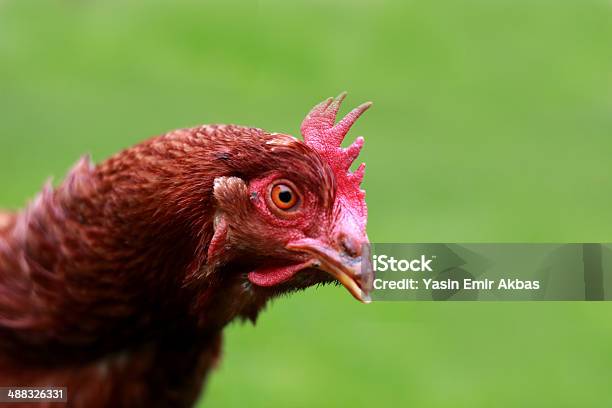 Chicken Eyes Stock Photo - Download Image Now - Agriculture, Animal, Animal's Crest