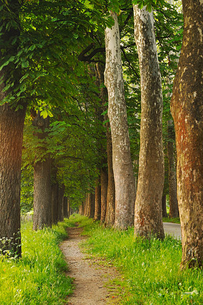 istock sunrise in beautiful alley 488327041