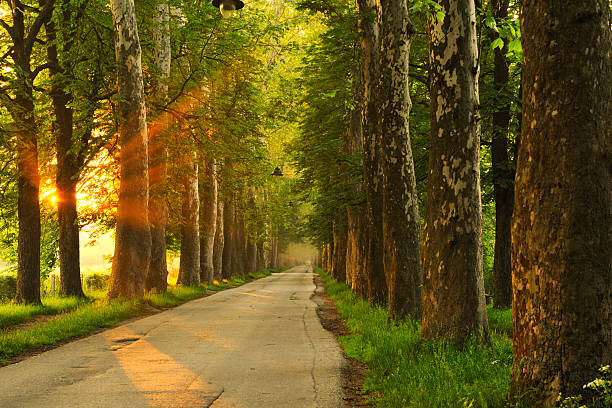 istock sunrise in beautiful alley 488327369
