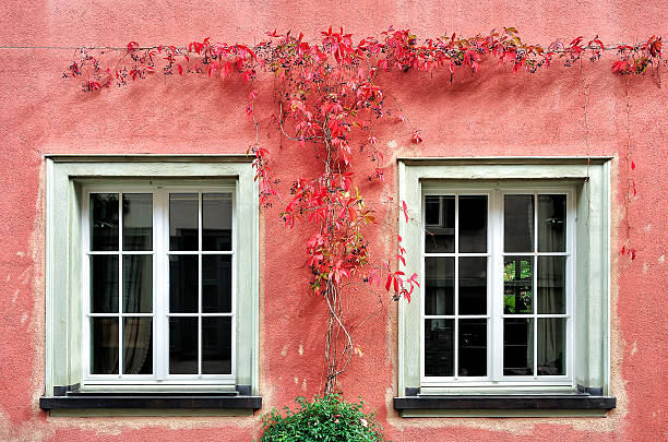 The Red Creeper Plant on the Wall The Red Creeper Plant on the Wall and two windows double hung window stock pictures, royalty-free photos & images