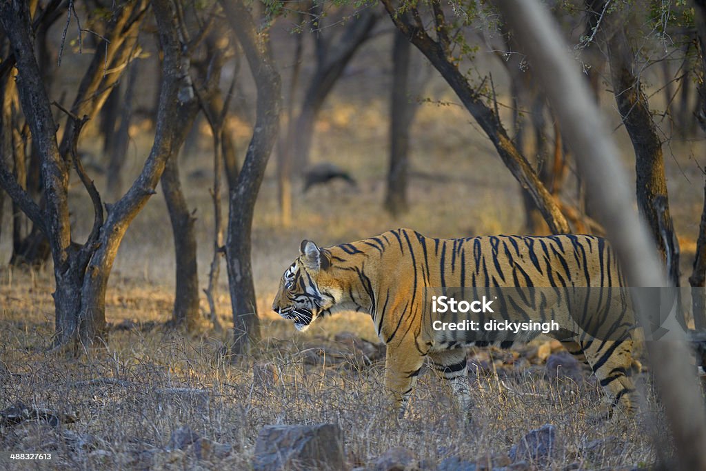 Tiger in a dry forest Tiger in the dry deciduous habitat of Ranthambhore tiger reserve Animal Stock Photo