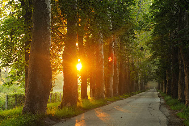 istock sunrise in beautiful alley 488328665