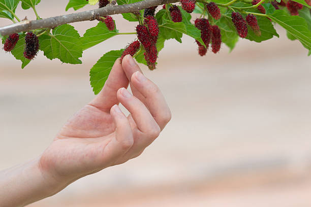 istock hand girl picked mulberries from the tree. 488328917