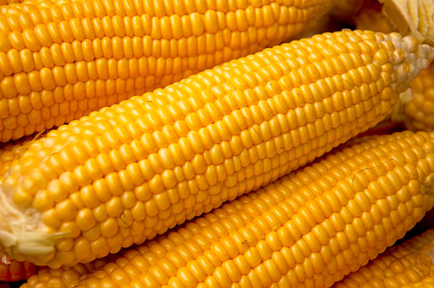 giallo maturo pannocchia raccolti in tailandia - corn on the cob corn cooked boiled foto e immagini stock