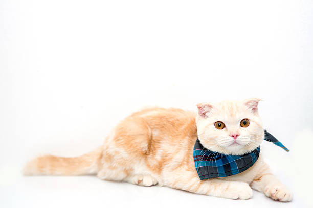 istock Portrait of Scottish cat isolate on white background 488329507