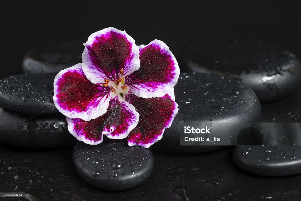 Spa concept with beautiful deep purple flower and zen stones Spa concept with beautiful deep purple flower and zen stones with drops on black  background Aromatherapy Stock Photo
