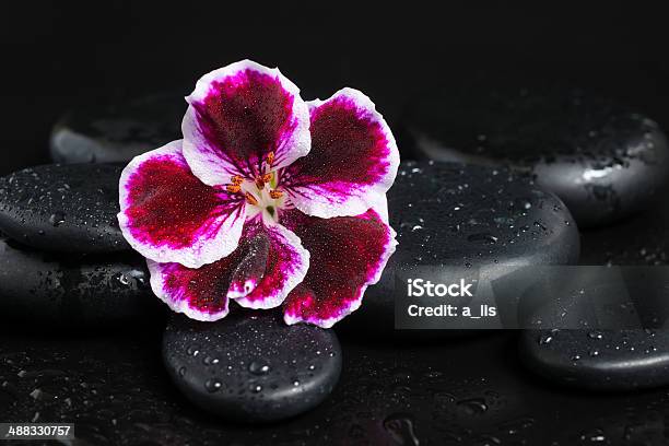 Spa Concept With Beautiful Deep Purple Flower And Zen Stones Stock Photo - Download Image Now