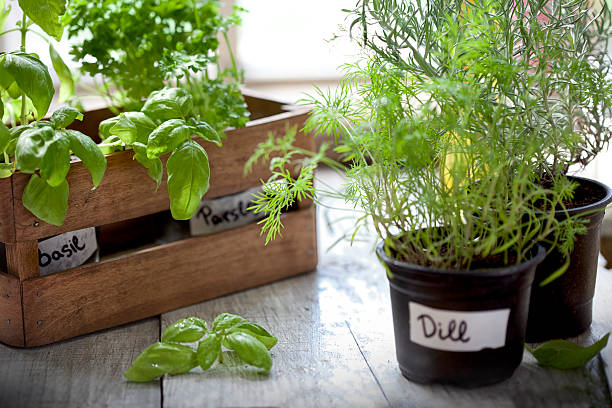istock Indoor Herb Garden, Potted Container Plant by Window Sill 488349824