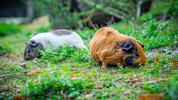 Photo of two hamsters outdoors