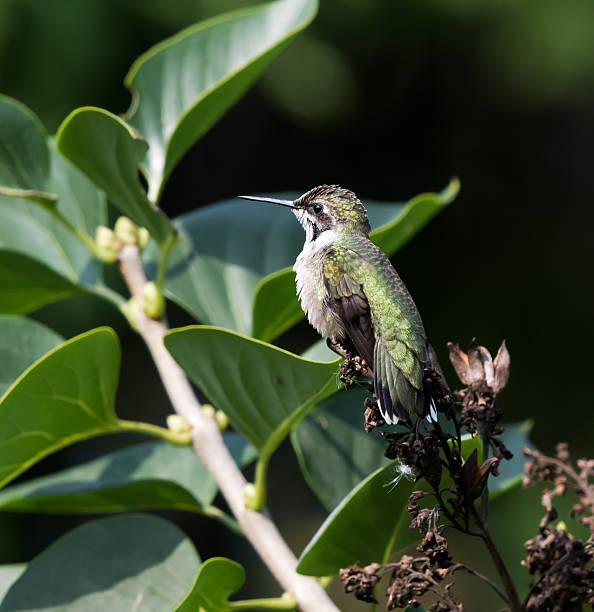 istock Female Ruby-throated Hummingbird in Flight on Green Background 488351828