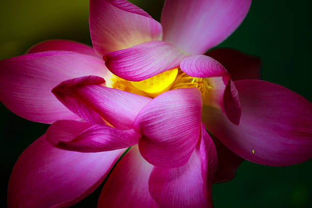 bellezza artistica del loto - lotus japan water lily vegetable garden foto e immagini stock