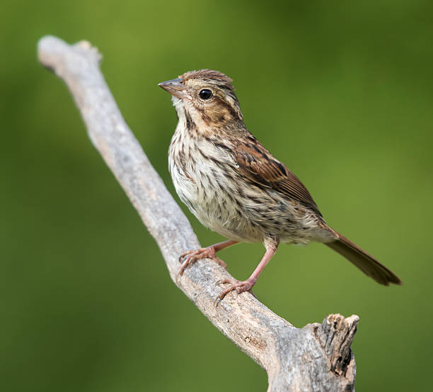 istock Juvenile Song Sparrow against Green Background 488352016