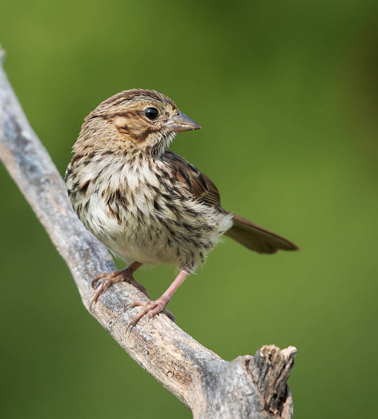 istock Juvenile Song Sparrow against Green Background 488352026