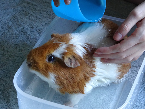 Photo showing a ginger and white guinea pig that is being given a bath.  The cavy is being washed / bathed in warm water with special pet rodent shampoo.