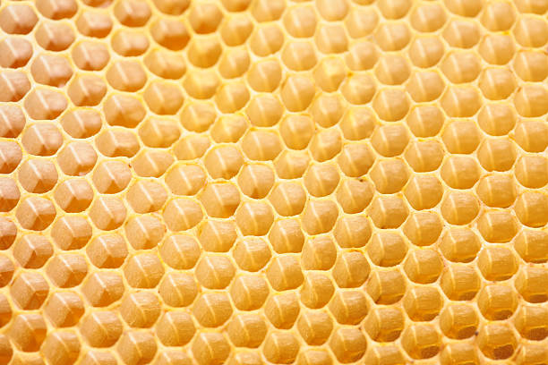 istock Honeycomb empty and full of honey 488353674