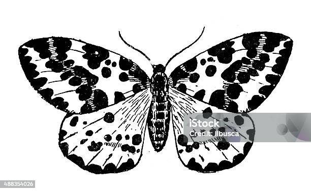 Antique Illustration Of Magpie Moth Stock Illustration - Download Image Now