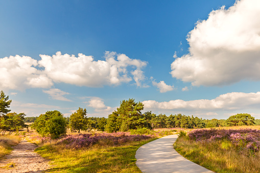 Blooming Dutch heathland with hiking and bicycle trail