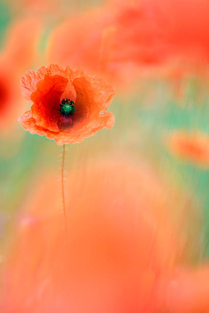 istock Wild flower meadow with selective focus on poppy 488354660