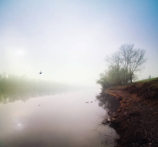 istock Misty river morning with a lonely bird 488355060