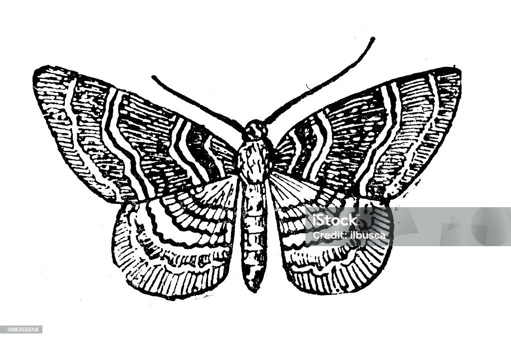 Antique illustration of Common Carpet moth (Epirrhoe alternata) Antique illustration of the Common Carpet or White-banded Toothed Carpet (Epirrhoe alternata), a moth of the family Geometridae 19th Century Style stock illustration