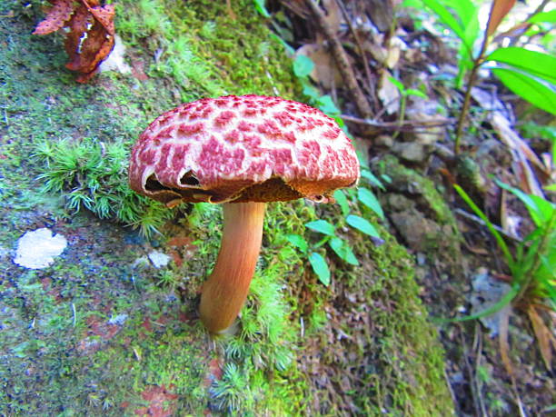 istock Mushroom Growing Out of a Rock 488355748
