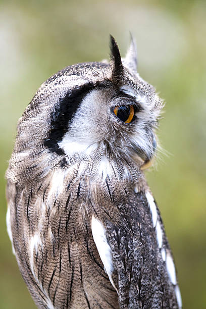 istock Portrait of a little white faced scops owl 488356318