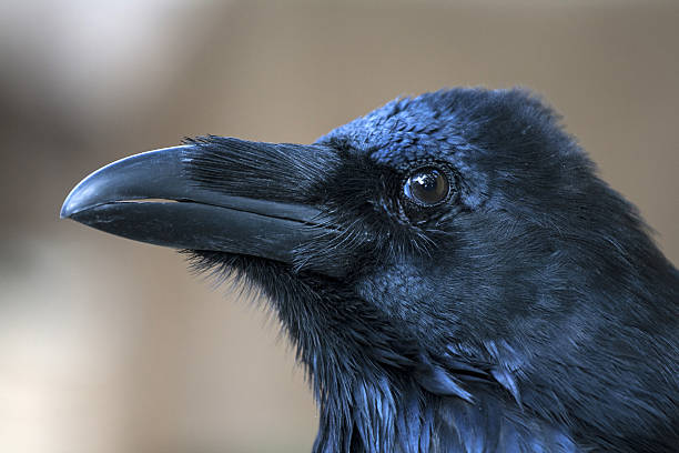istock Portrait of black crow standing - common raven 488356742