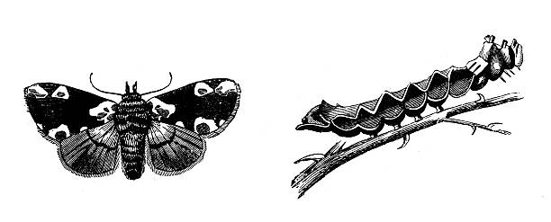 ilustrações de stock, clip art, desenhos animados e ícones de antigo ilustração de flor de pessegueiro mariposa (thyatira batis) e de larva - panoramic illustration and painting antique old fashioned