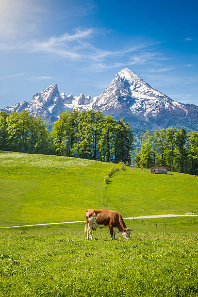 istock Idyllic landscape in the Alps with grazing cows in summer 488357164