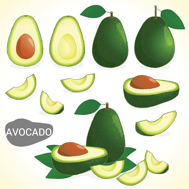 Vector illustration of Set of avocado in various styles vector format