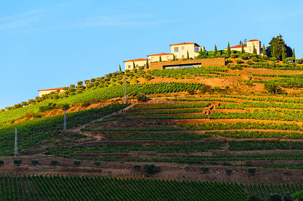istock river Douro valley, Portugal 488359044