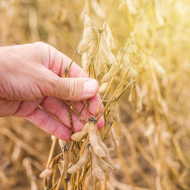 istock Farmer hand in harvest ready soy bean field 488359554