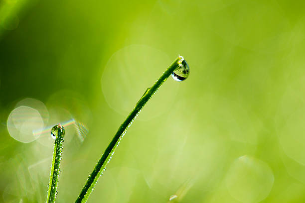 brin d'herbe recouvert de rosée matinale - blade of grass flash photos et images de collection