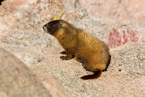 istock Marmot on Mount Evans Colorado 488360514