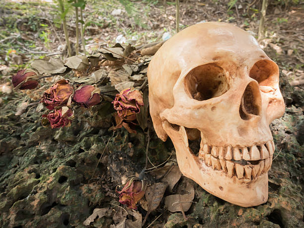 istock skull or skeleton of human photography 488360690