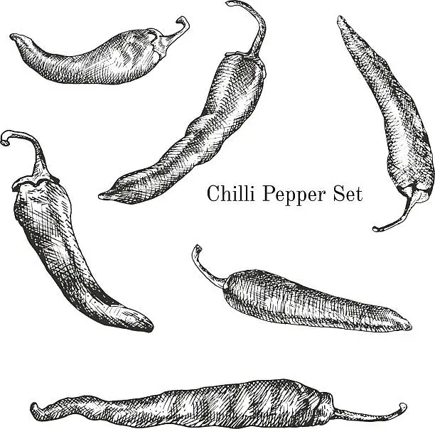 Vector illustration of Chilli peppers ink sketches set