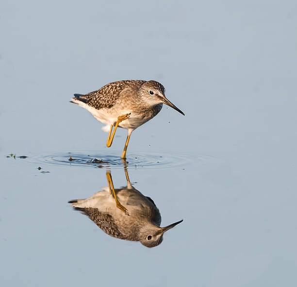 istock Lesser Yellowlegs with Reflection feeding in mud 488361980