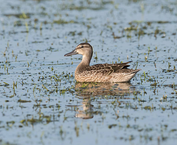 istock Female Green-winged Teal 488362142