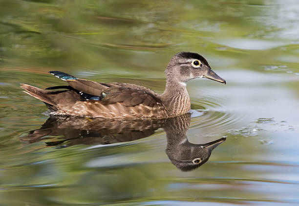 istock Wood Duck Female 488362244