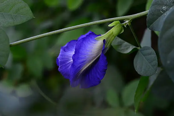 Photo of Butterfly pea