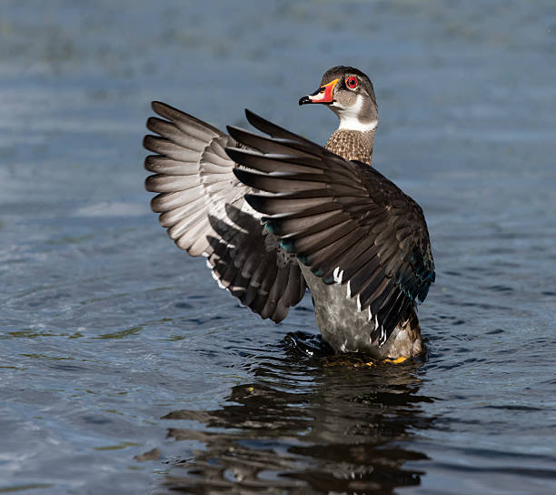 istock Juvenile Male Wood Duck Flapping its Wings 488362404