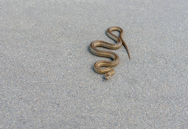 istock Viper is warming body on an warm asphalt 488362462