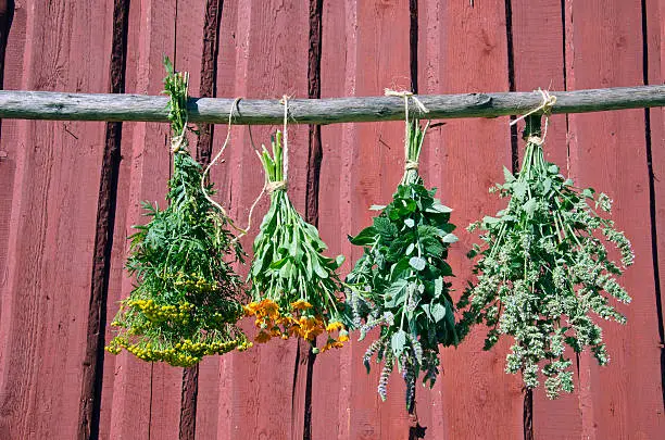 medical herbs bunch  hanging in front of rustic wooden background