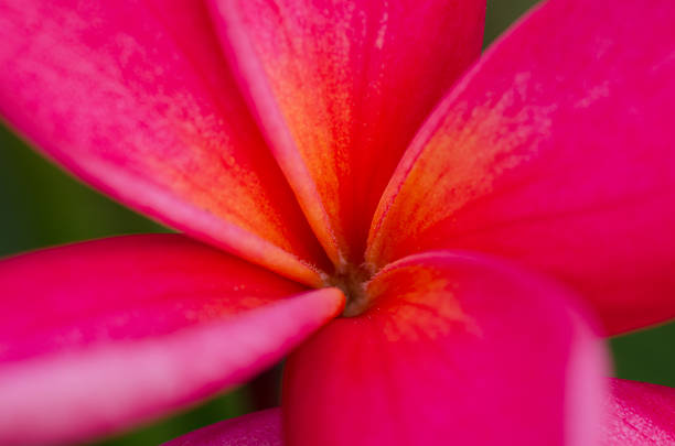 istock Pink frangipani petal close up 488364257