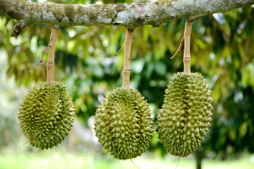 Durian fruit on tree in garden, Thailand