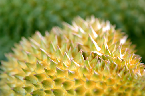 Ripe Durian fruit close-up