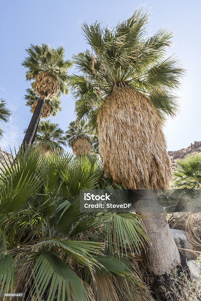 California Fan Palmen in Joshua tree National Park, Kalifornien - Lizenzfrei Agave Stock-Foto