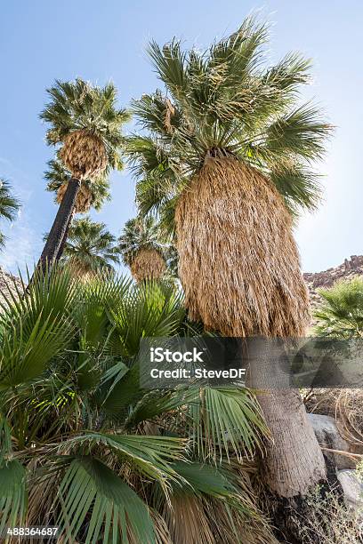 California Fan Palms At Joshua Tree National Park California Stock Photo - Download Image Now